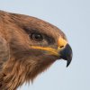 Лекуват степен орел в спасителния център в Стара Загора