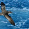 В телата на 90% от морските птици има пластмаса