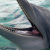 55 мъртви делфини по Южното Черноморие само за година