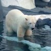 Полярните мечки намаляват заради топенето на арктическите ледове