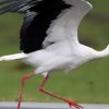 Все повече щъркели не отлитат на юг, прекарват зимата по сметищата