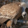 Двойка белоглави лешояди мъти яйце в центъра за диви животни в с. Ракитна