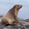 Любопитен морски лъв разгледа магазин в Сан Диего