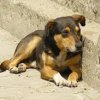 Три пъти по-малко бездомни кучета в София за 3 години