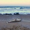 Морето изхвърли 10 мъртви делфина край Бургас 