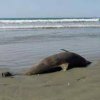   21 мъртви делфина изхвърли морето край Бургас за 2 дни