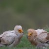 Настаниха три малки лешояда в изкуствено гнездо в парк Русенски Лом