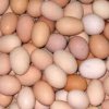 БАБХ върна на Полша около 500 000 яйца