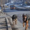 Бездомните кучета в София продължават да намаляват