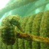 Плаващ изкуствен риф съживява занемарени морски местообитания