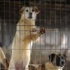  Четири лапи: Оставки в БАБХ заради ”концлагера” за кучета