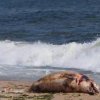  35 мъртви делфина изхвърли Черно море