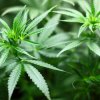 МЗХ узаконява отглеждането на канабис