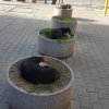 Напускаха бездомни кучета в центъра