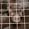 Фермите за норки у нас нарушават закона