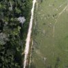   Засаждат 73 млн. дървета в Амазонието