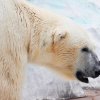    Полярните мечки могат да изчезнат по-рано от очакваното