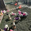 УНИКУМ! НАП разпродава кучета