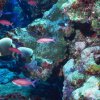 Кораловите рифове се разпадат заради вкисляването на водата