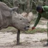 Последният мъжки северен бял носорог умря в Кения