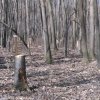 ВМРО: Незаконната сеч в градските паркове да стане криминално деяние