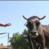  Спасяват кравата Пенка, станала медийна звезда