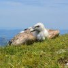 9 лешоядчета се излюпиха край село Долно Озирово 