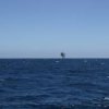    Властите не знаели за отровен теч в Черно море