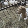   МВР отлага планираното за днес клане на животни