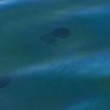    Екокатастрофата в Черно море е вече факт, твърдят експерти