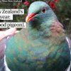    Гълъб със склонност към пиянство избран за Птица на годината