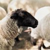    Четири лапи сезира ЕК относно чумата по дребните преживни животни у нас