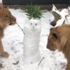 Терез и Масуд са пораснали и се чувстват добре