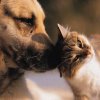   11 кучета и 1 котка отровени в кюстендилско село