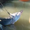 Конфискуваха 200-килограмова моруна край Силистра