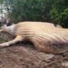    Откриха гърбат кит в джунглата на Амазонка