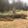 Огромен алигатор с тегло над 317 кг. открит в ров