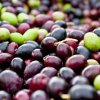 57% спад на добива на маслини в Италия заради промените в климата