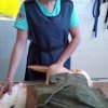 Простреляха розов пеликан край Каспичан