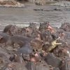 Банда хипопотами атакуваха крокодил в Танзания