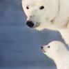    Според руски учени броят на белите мечки в Арктика се увеличава 