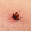 Май месец е пикът на активност на кърлежите