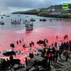 200 кита и 40 делфина убити по време на годишен лов