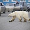      Полярна мечка обикаля руски град