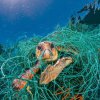 Човечеството е унищожило 60% от животинските популации от 1970 г. насам