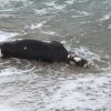 Мъртви крави вместо хора на плажа