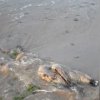    Мъртви кози изхвърли морето край Дуранкулак
