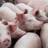  Как се убиват прасета с измама