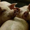    Доказано: Без чума изтрепани 40 000 прасета, 800 души без работа. Кой е виновен?