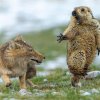 Снимка на изплашен мармот спечели Wildlife Photographer of the Year 2019